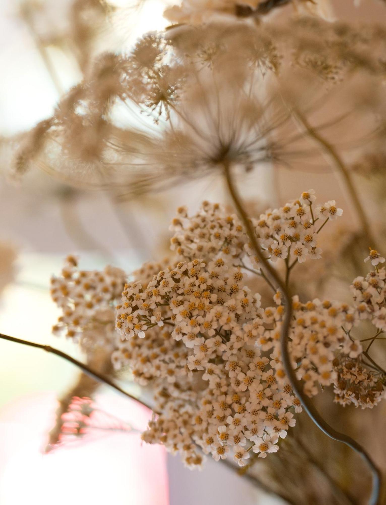 Leighton House - Boutique Guesthouse Bath Exterior foto Dried chamomile flowers